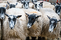 Border Ewe Sale-05